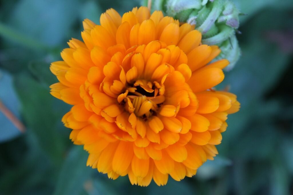 blossom, nature, bloom, marigold, yellow, garden marigold, plant